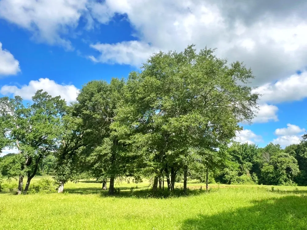 78 Cr 1080 Fairfield, TX 75840
