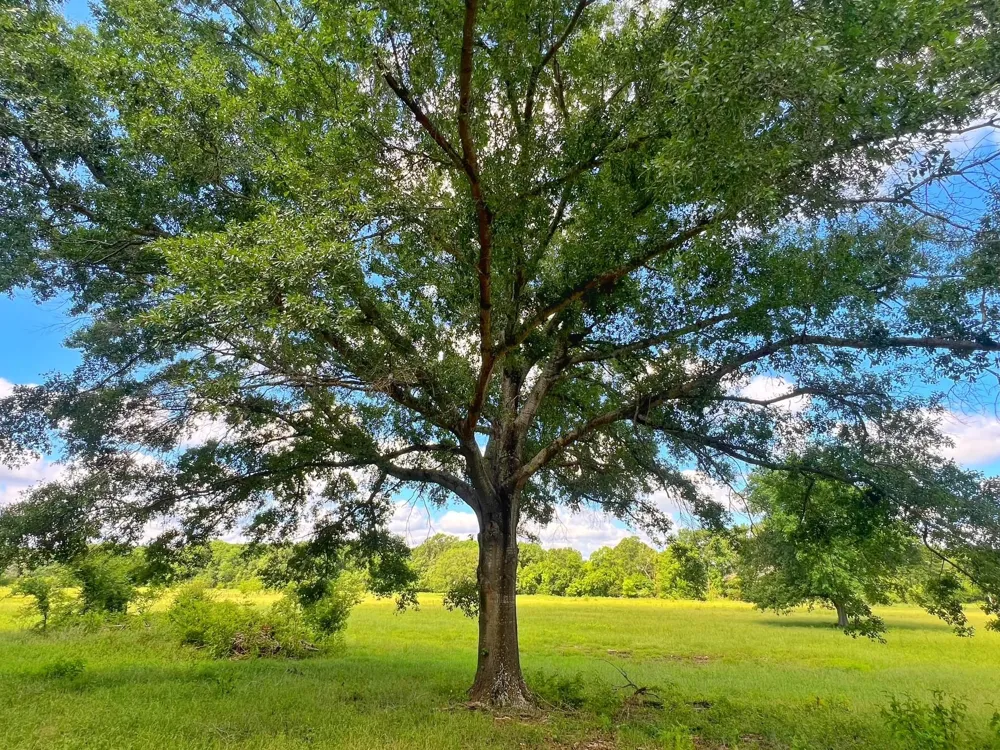 78 Cr 1080 Fairfield, TX 75840