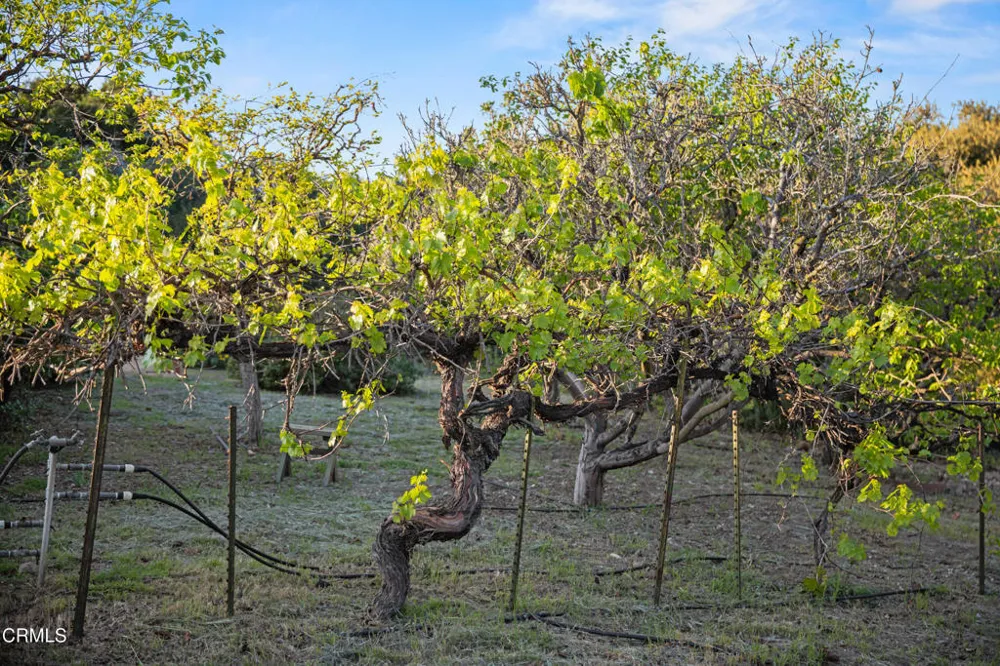 1270 Dove Meadow Road Solvang, CA 93463