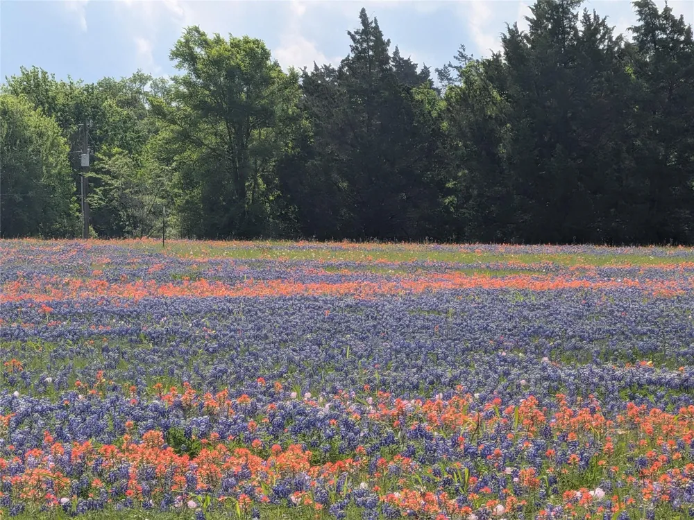 31 Fm 2562 And Cr 218 Road Anderson, TX 77830