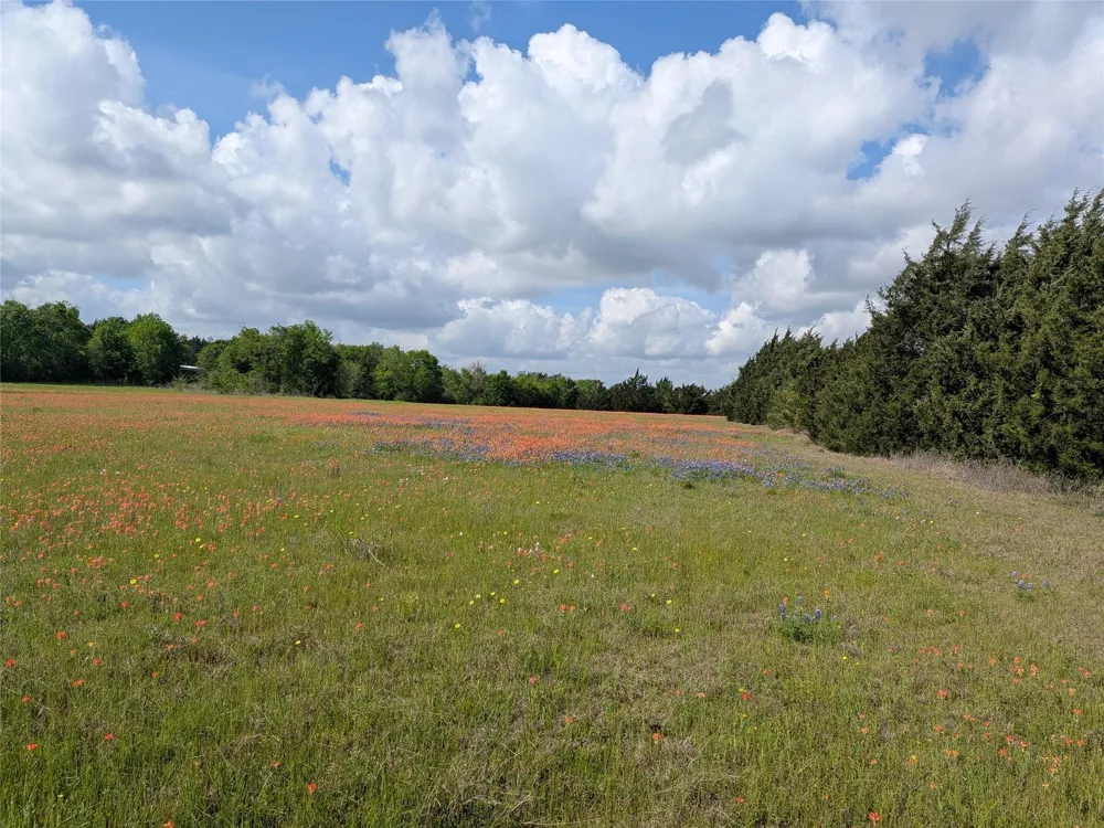 31 Fm 2562 And Cr 218 Road Anderson, TX 77830