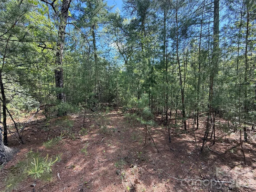 TBD Staghorn Road #51 & 52A Purlear, NC 28665