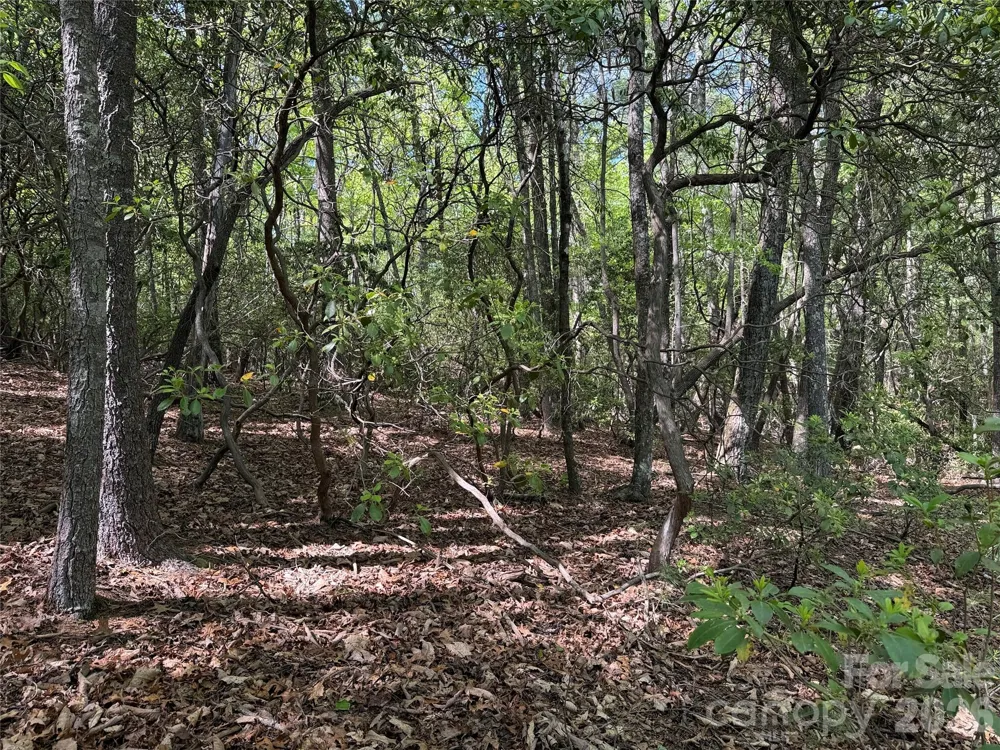 TBD Staghorn Road #51 & 52A Purlear, NC 28665