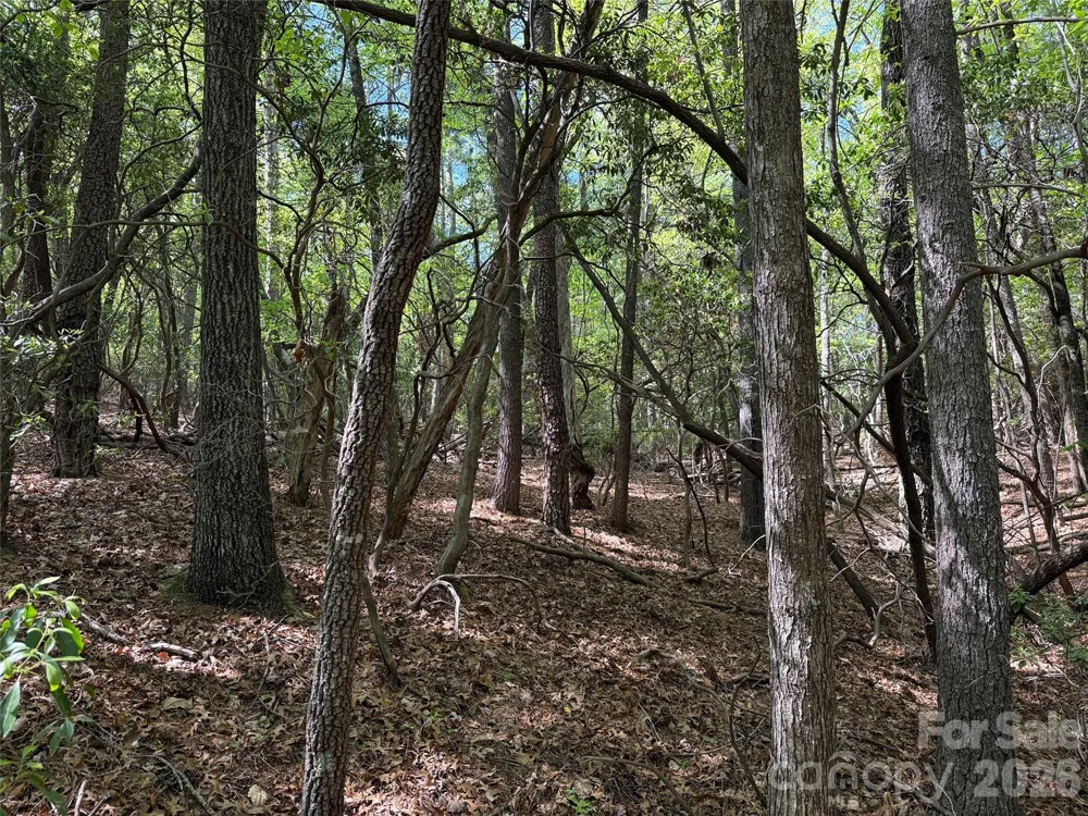 TBD Staghorn Road #51 & 52A Purlear, NC 28665