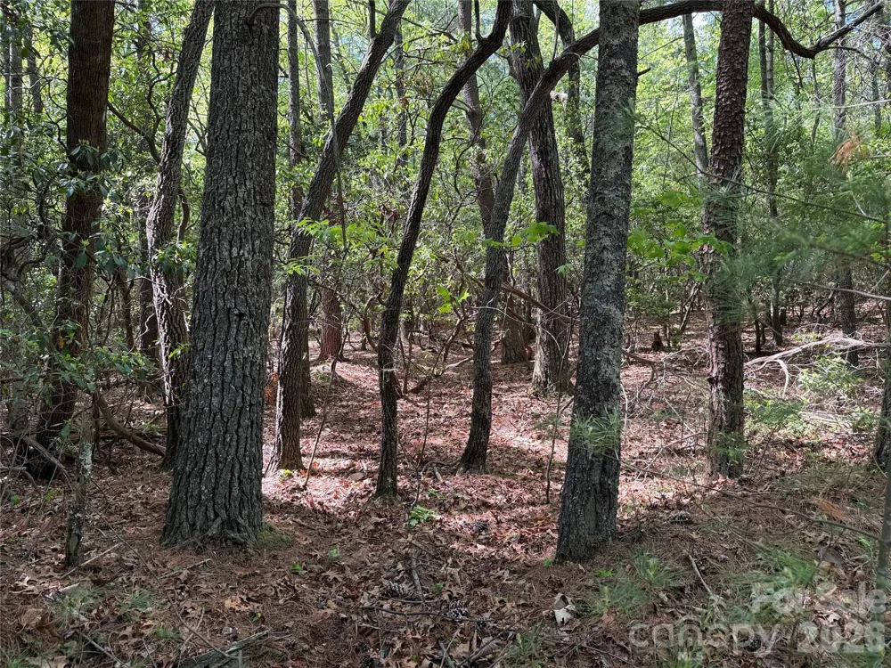 TBD Staghorn Road #51 & 52A Purlear, NC 28665