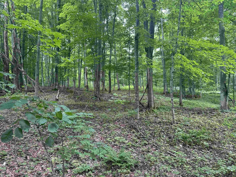 11605 S Tower Kasson Township, MI 49664