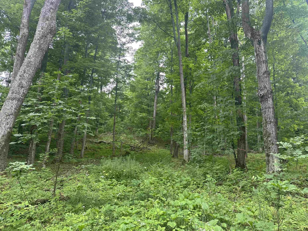 11605 S Tower Kasson Township, MI 49664