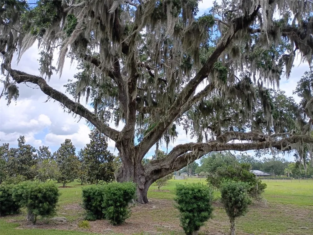 1403 BLACKWELDER ROAD De Leon Springs, FL 32130