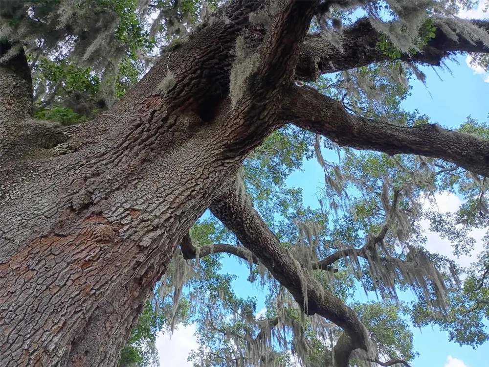 1403 BLACKWELDER ROAD De Leon Springs, FL 32130
