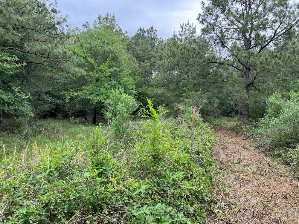 2 English Road Bedias, TX 77831