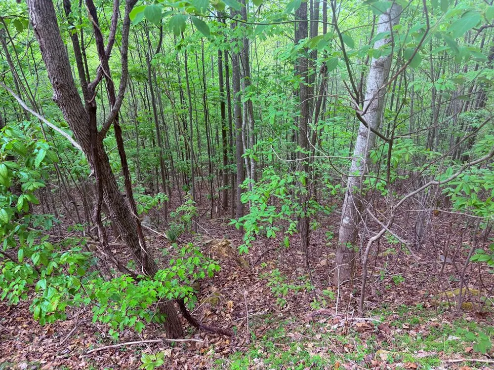 Fawn Ridge Trail Murphy, NC 28906