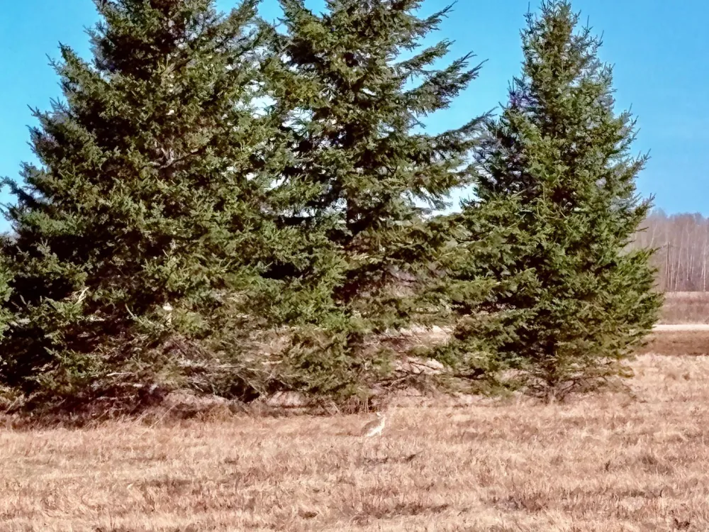 Lot 2 Badger Rd NW Baudette, MN 56623