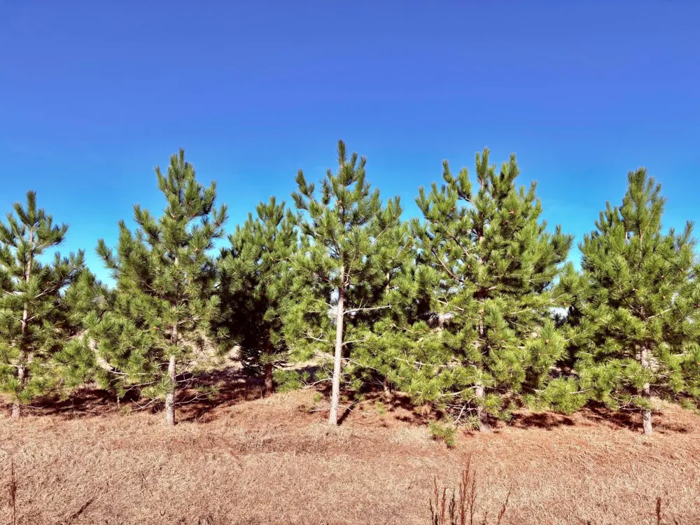 Lot 1 Badger Rd NW Baudette, MN 56623