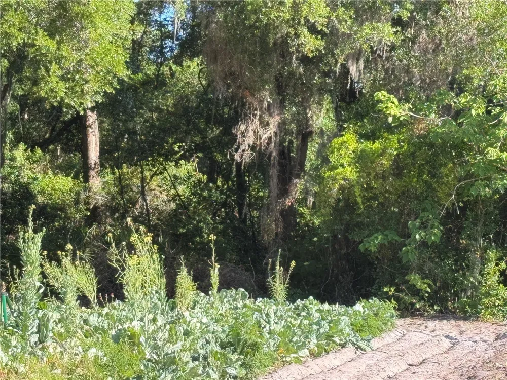 00 COUNTY ROAD 213 Wildwood, FL 34785