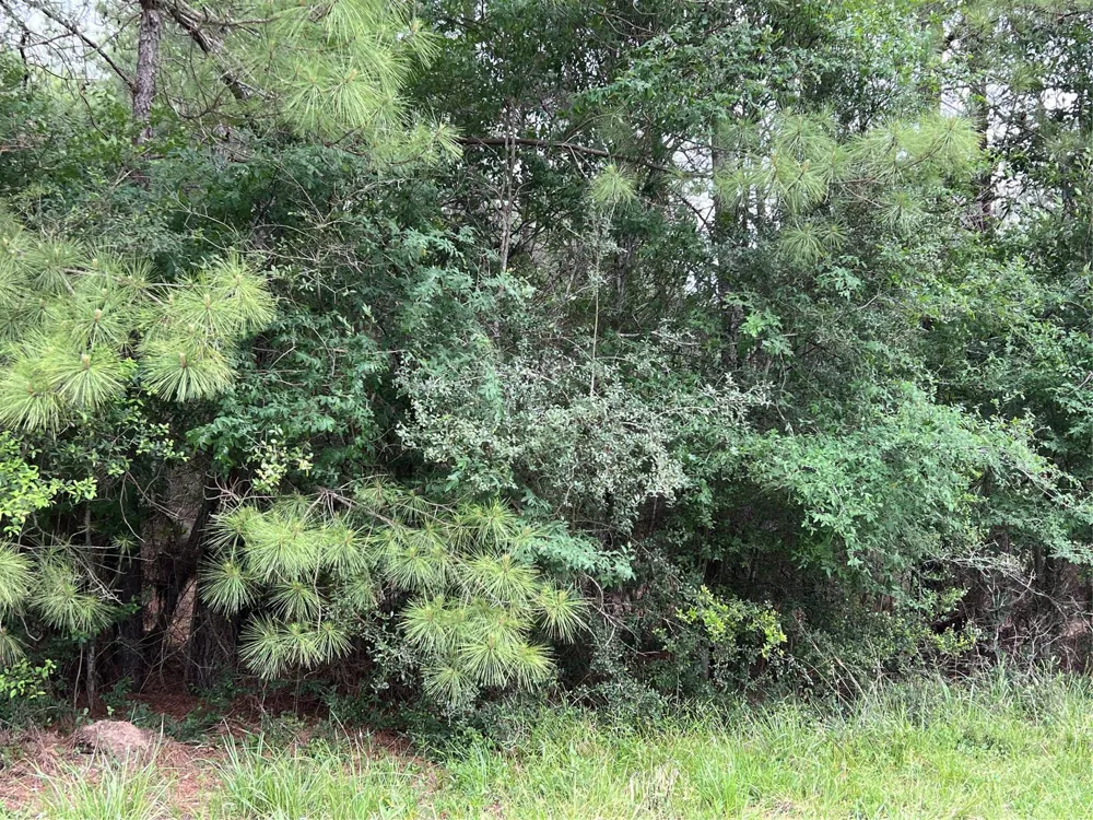 3 English Road Bedias, TX 77831
