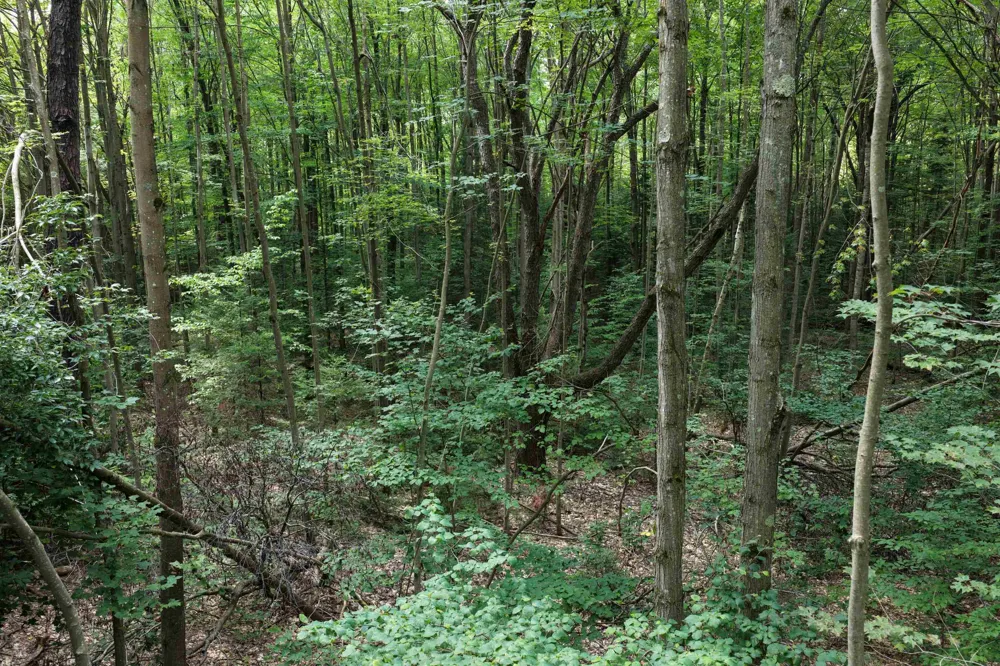 1 ROAD Wexford Township, MI 49620