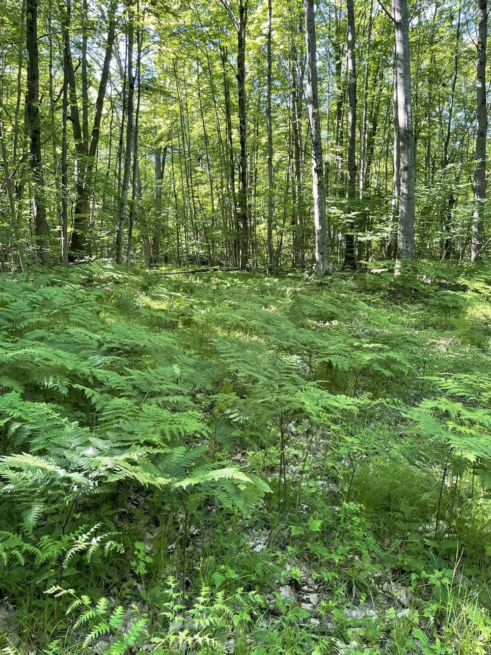 8895 Grandview Trail Pinora Township, MI 49677