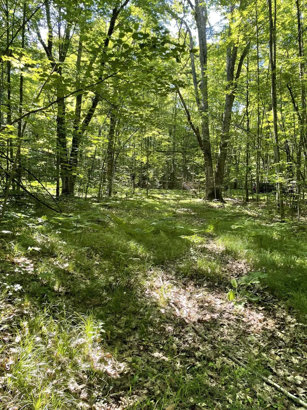 8895 Grandview Trail Pinora Township, MI 49677