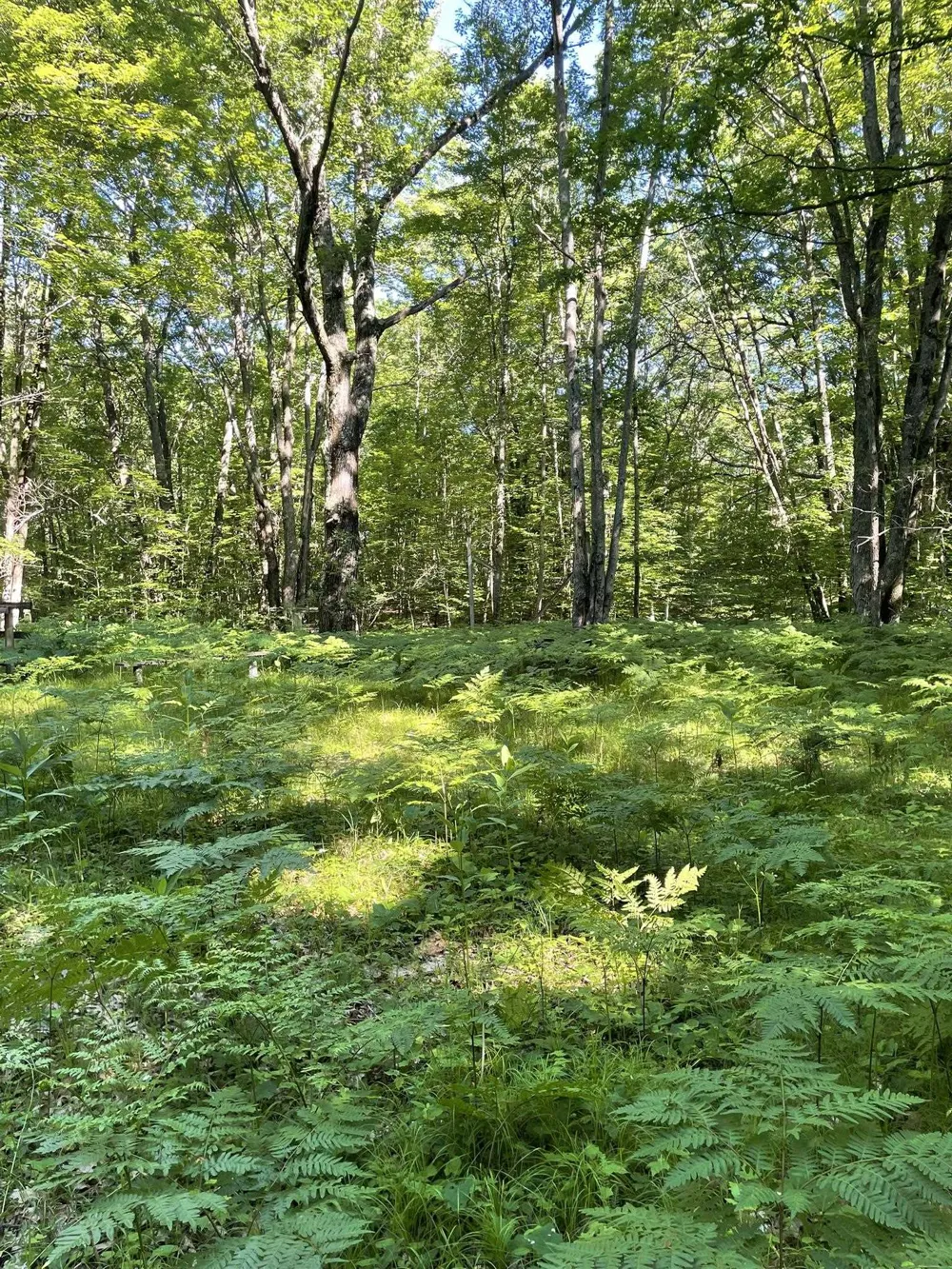 8895 Grandview Trail Pinora Township, MI 49677