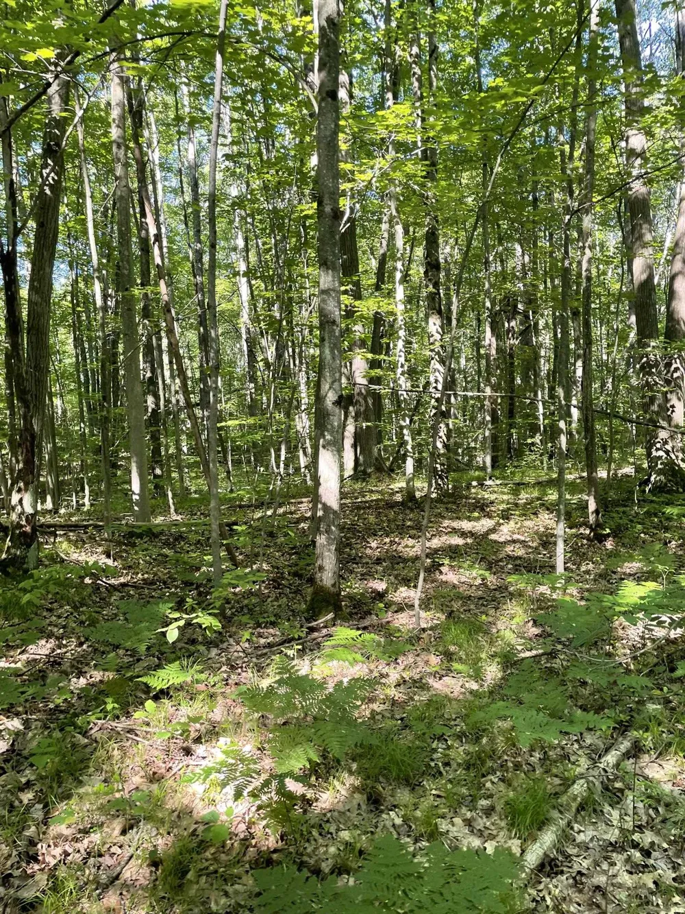 8895 Grandview Trail Pinora Township, MI 49677