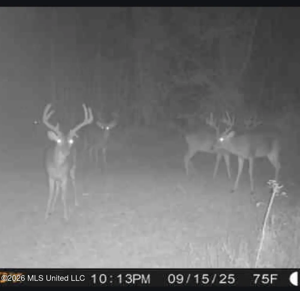183 Central Boulevard Flora, MS 39071
