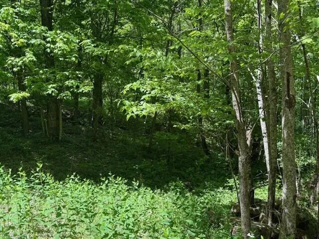 Pitts Gap Mtn Road Pikeville, TN 37367