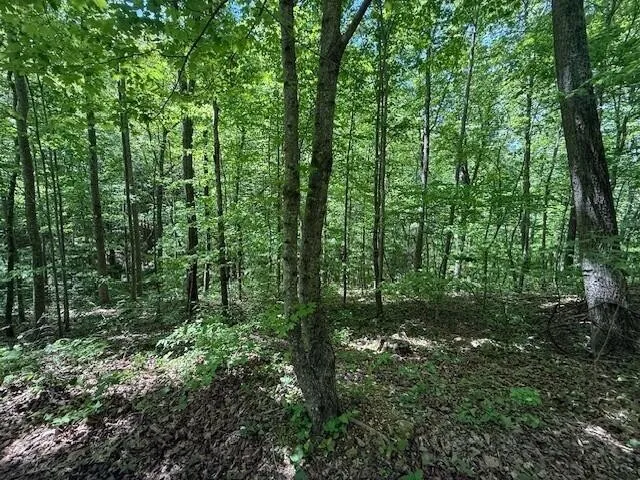 0 Pitts Gap Mtn Road Pikeville, TN 37367