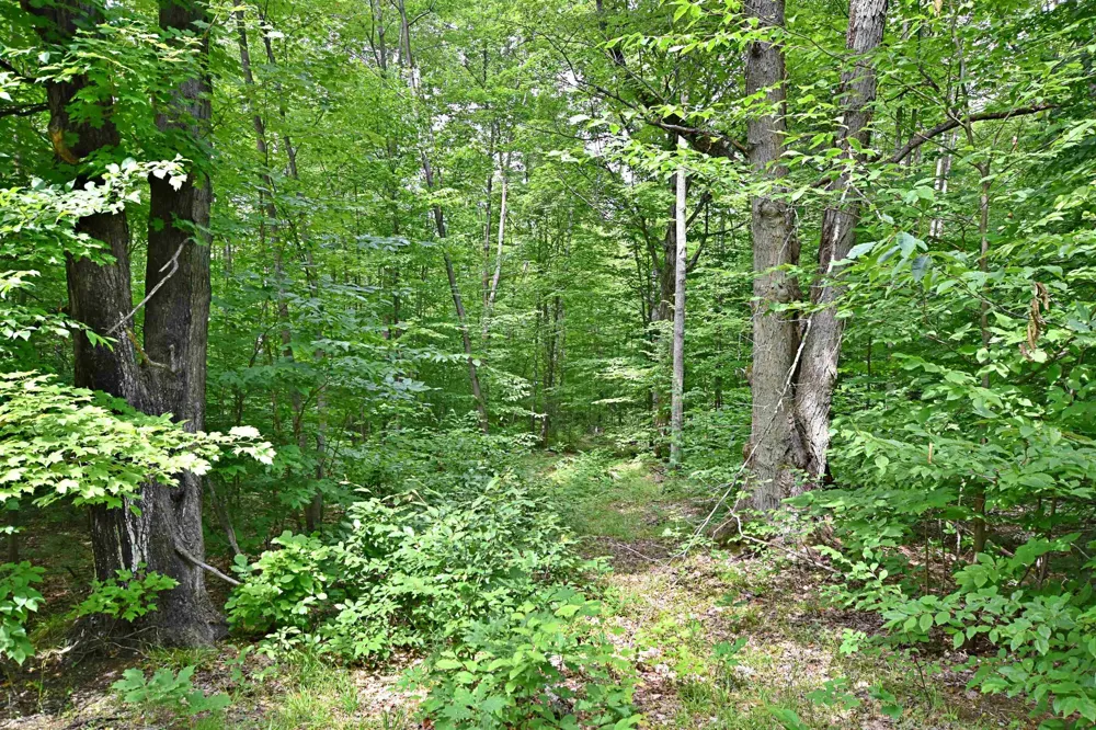 Cherry Hill Road Orange Township, MI 49633
