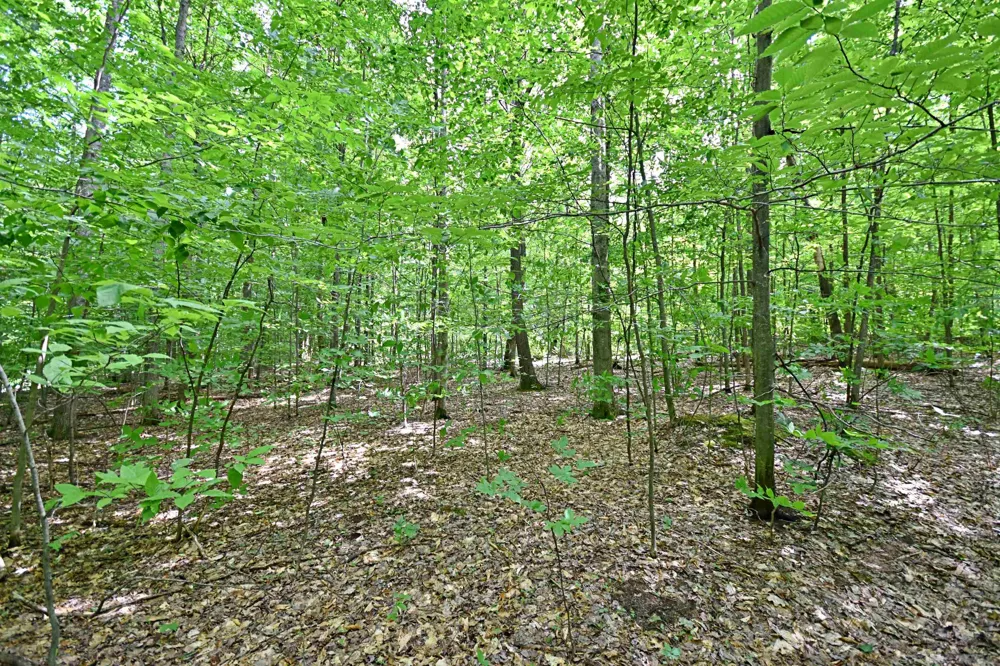 Cherry Hill Road Orange Township, MI 49633