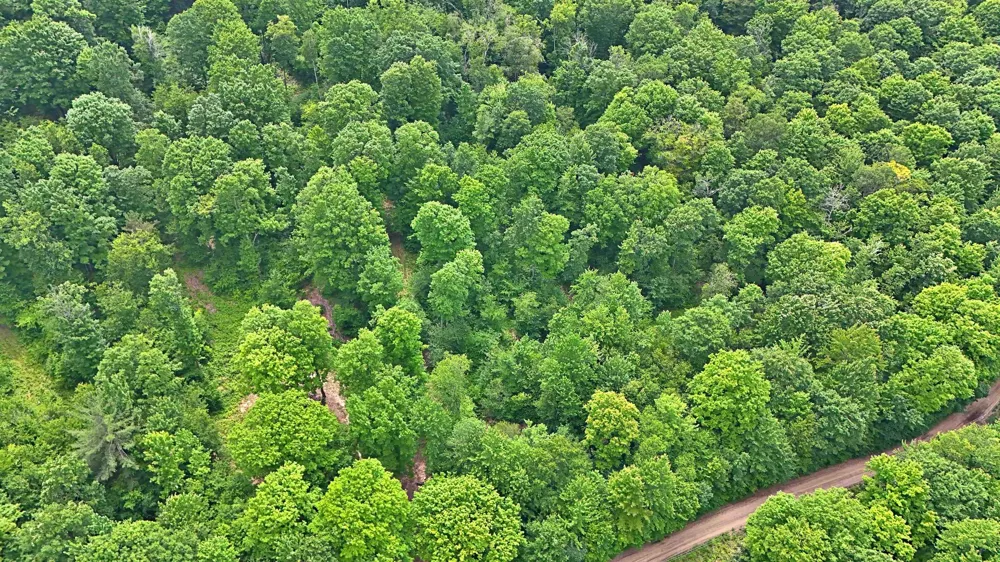 Cherry Hill Road Orange Township, MI 49633