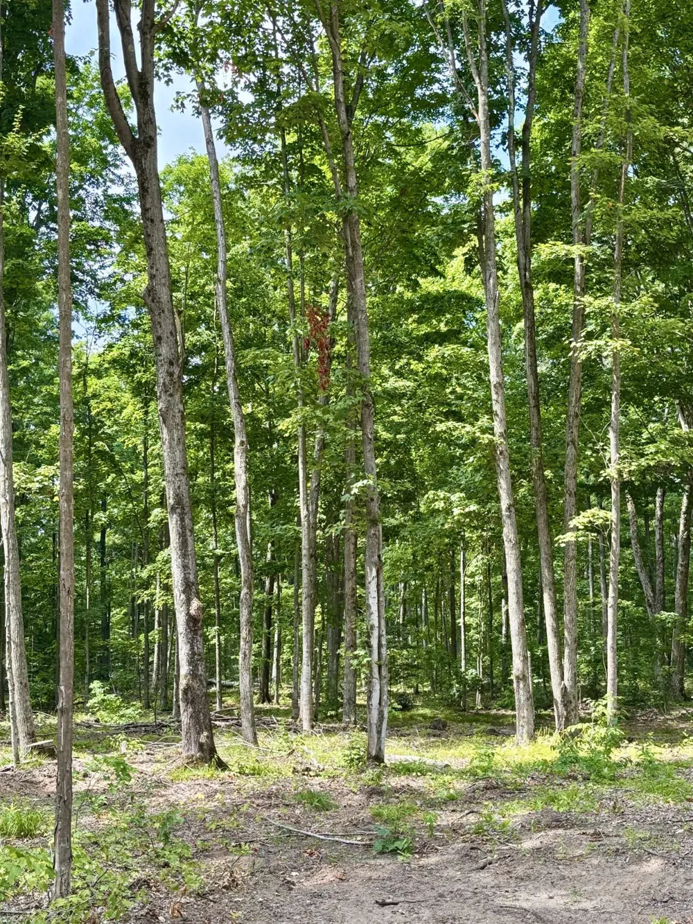 NE Manistee Ridge Drive NE Coldsprings Township, MI 49646