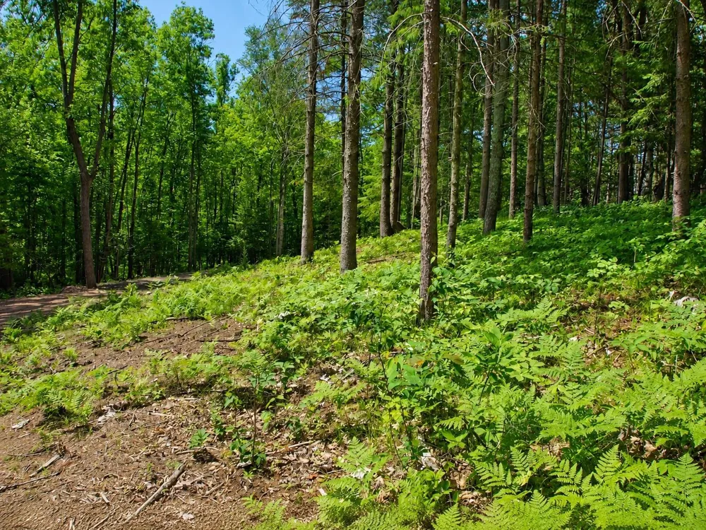 0 Ranch Road Stone Lake, WI 54876