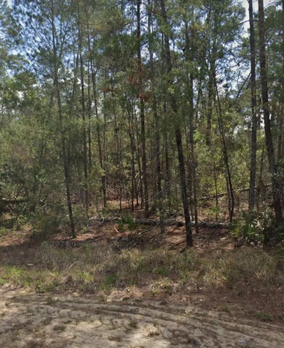 13 SCABIOSA COURT Homosassa, FL 34446