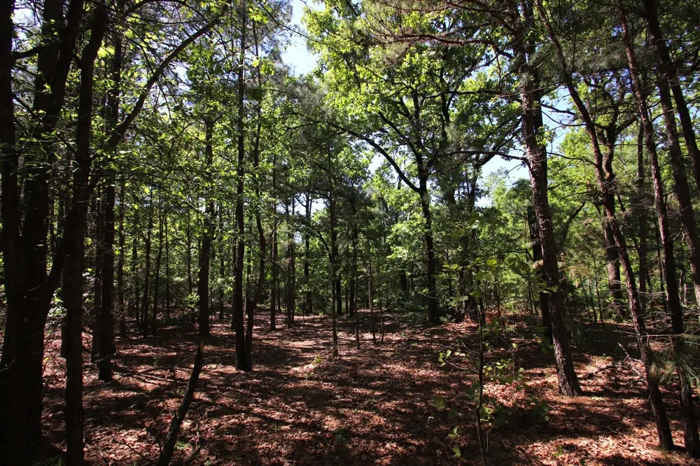 CR 4552 Winnsboro, TX 75494