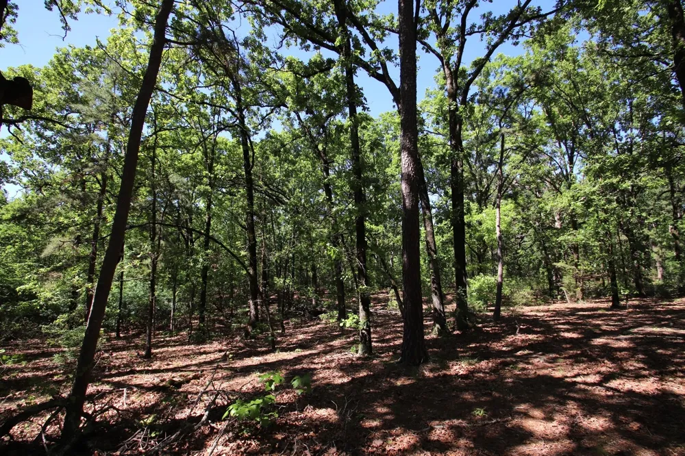 CR 4552 Winnsboro, TX 75494
