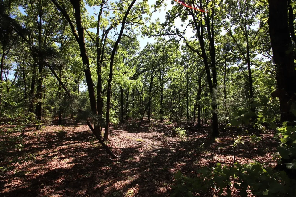 CR 4552 Winnsboro, TX 75494