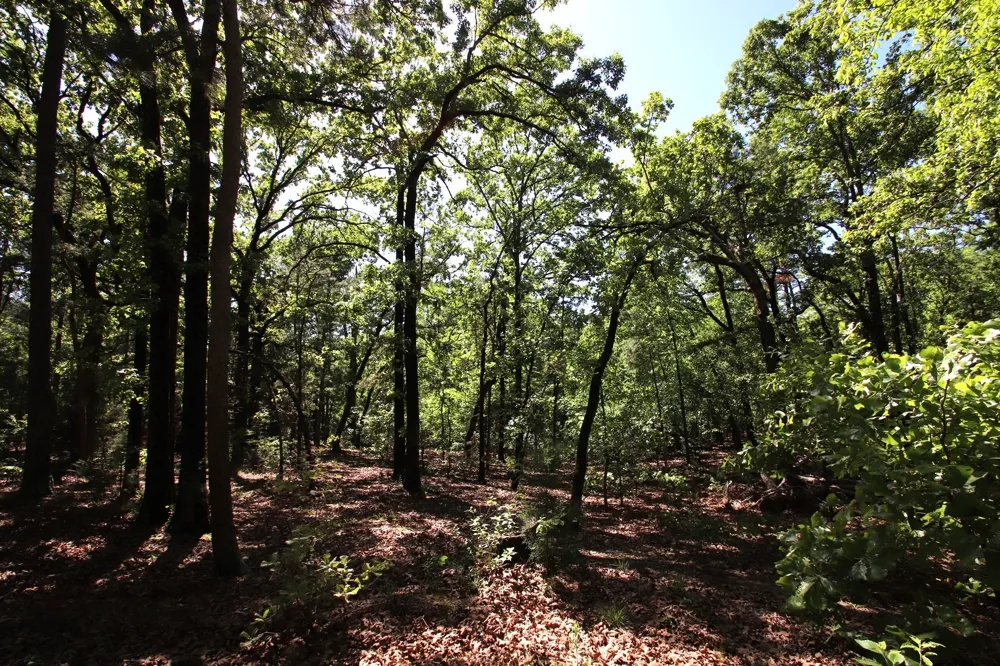 CR 4552 Winnsboro, TX 75494