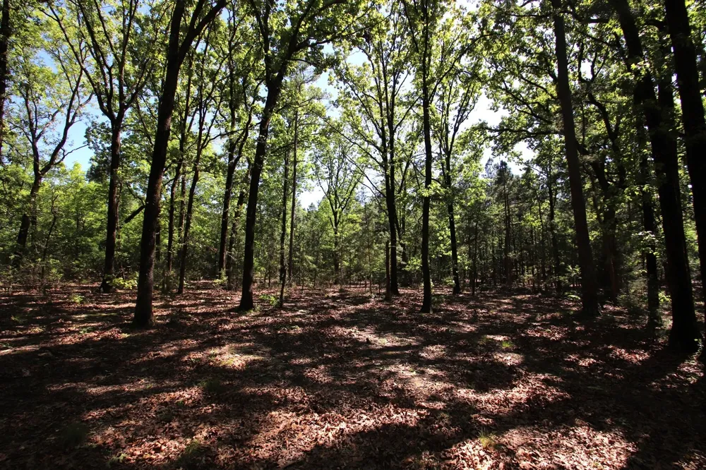 CR 4552 Winnsboro, TX 75494