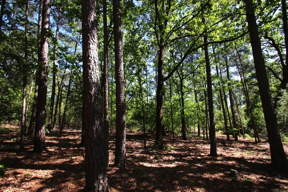CR 4552 Winnsboro, TX 75494