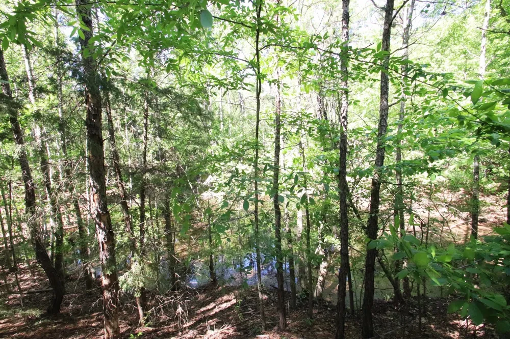 CR 4552 Winnsboro, TX 75494