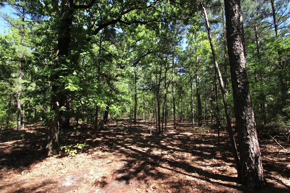 CR 4552 Winnsboro, TX 75494