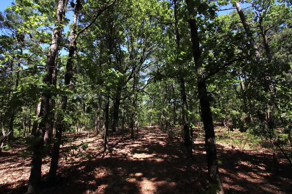 CR 4552 Winnsboro, TX 75494