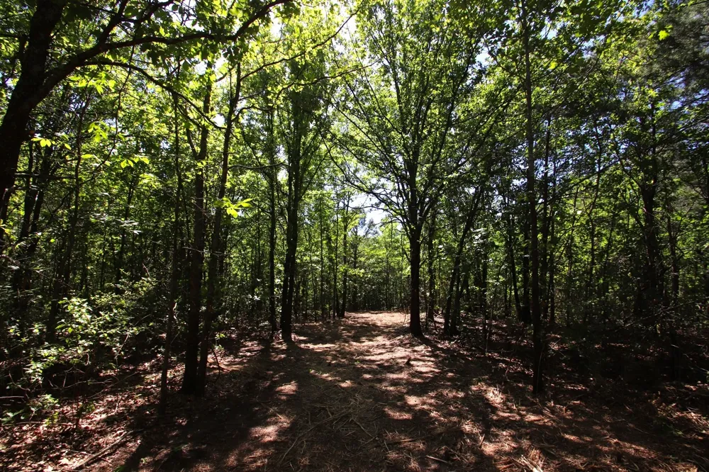 CR 4552 Winnsboro, TX 75494