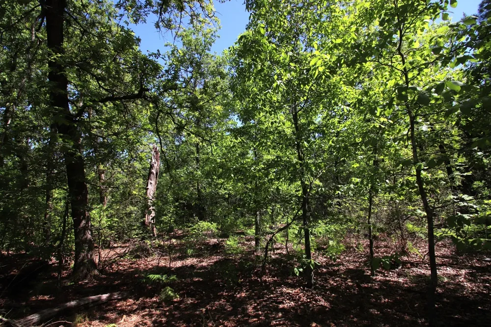CR 4552 Winnsboro, TX 75494