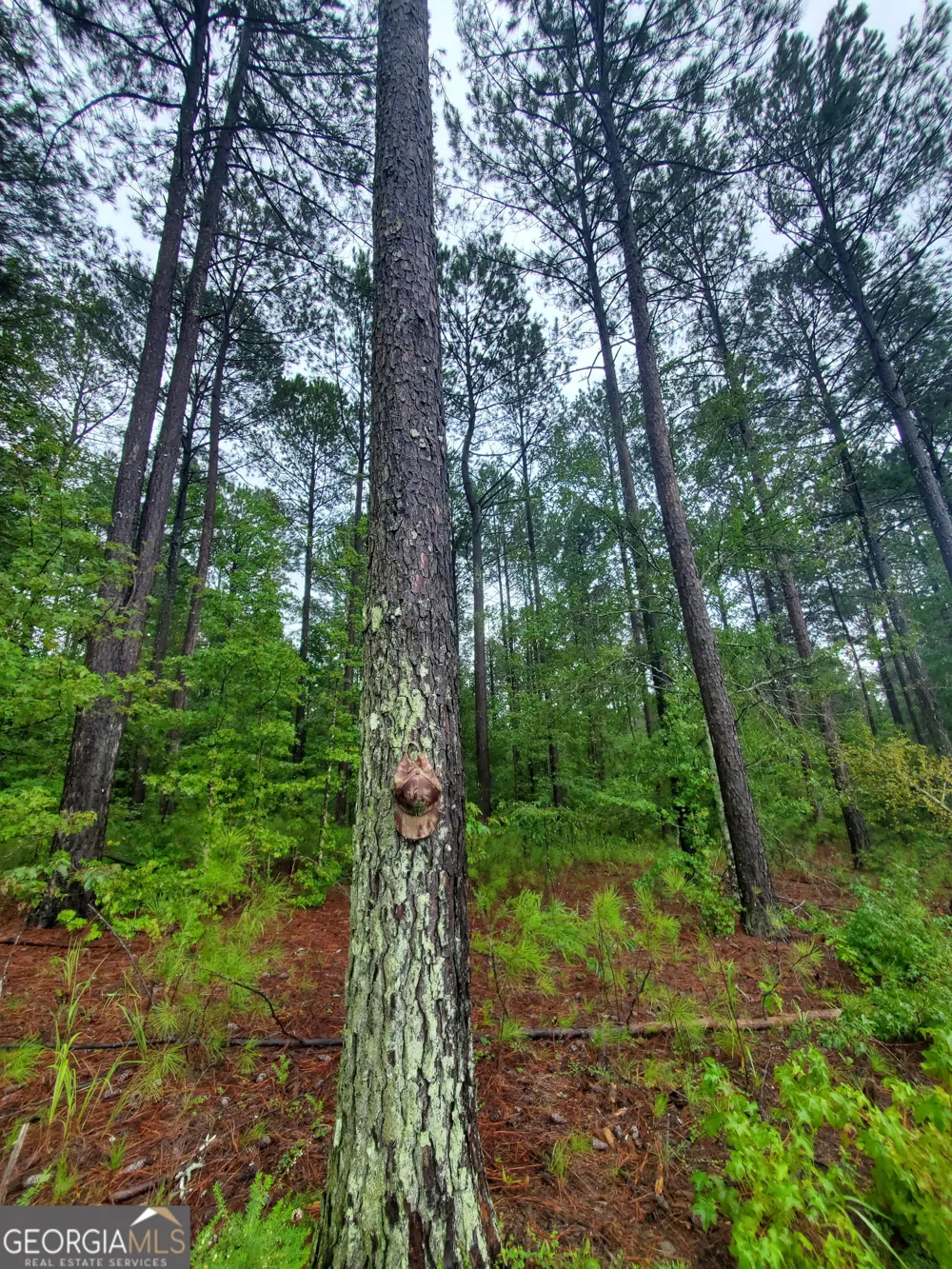 1 Smith Rocky Branch RD Carlton, GA 30627