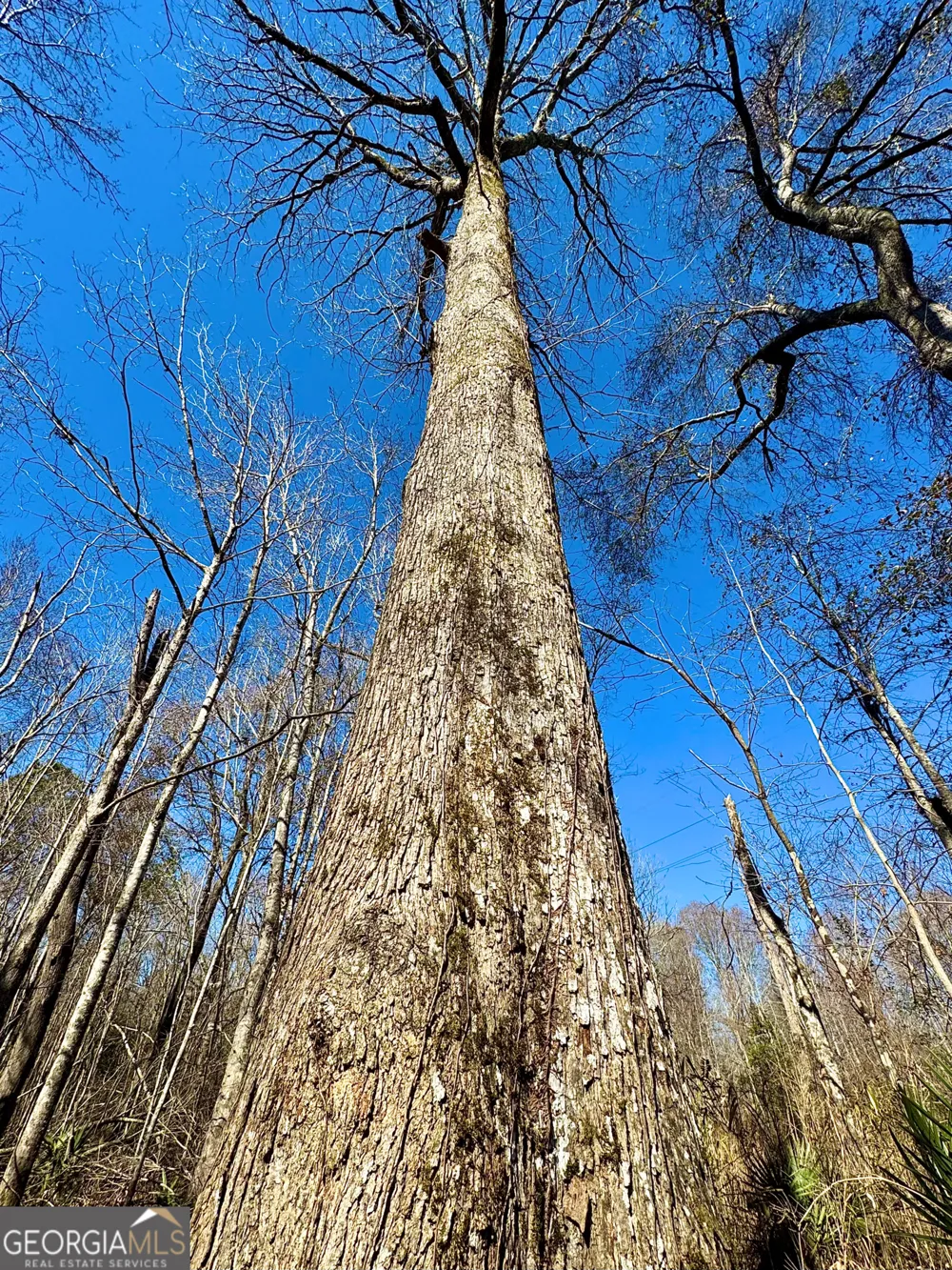 1 Cross Cedar RD Wrightsville, GA 31096