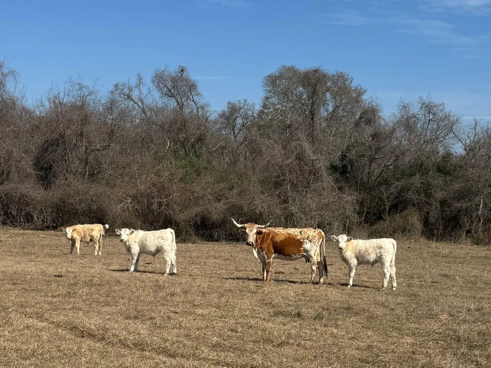 West Navasota, TX 77868