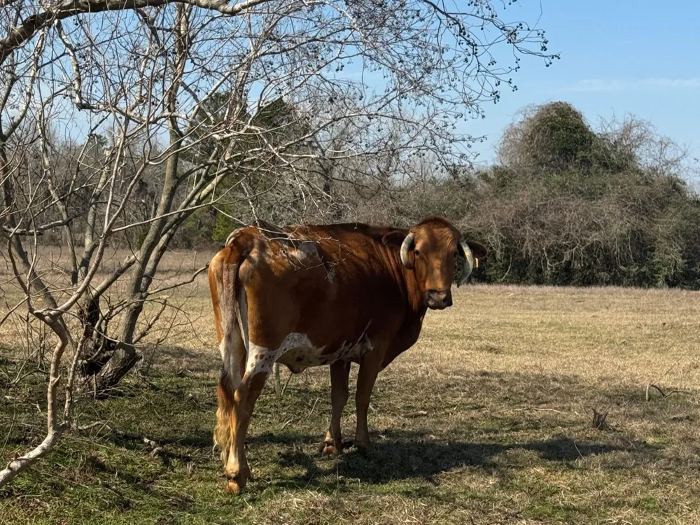 West Navasota, TX 77868
