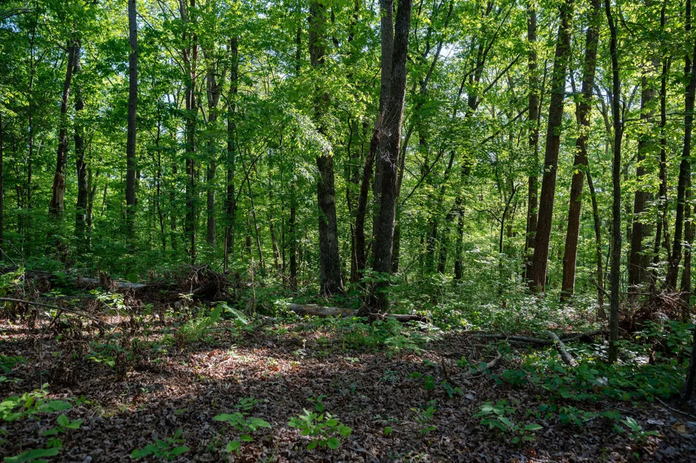 1140 County Road 797 Valley Head, AL 35989