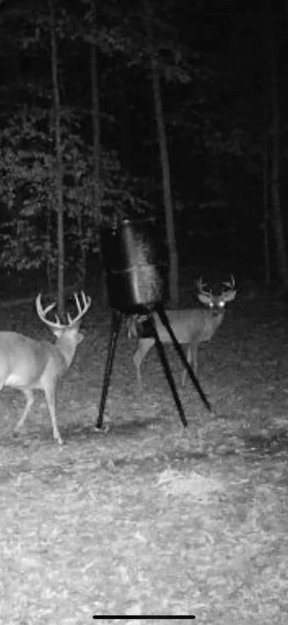 1140 County Road 797 Valley Head, AL 35989